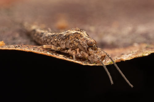 Lepismachilis rozsypali Kratochvil, 1945