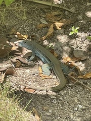 Pholidoscelis auberi