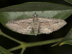 Eupithecia unicolor