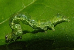 Ponometia erastrioides