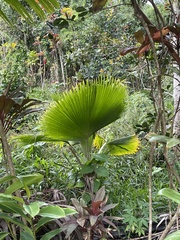 Coryphoideae