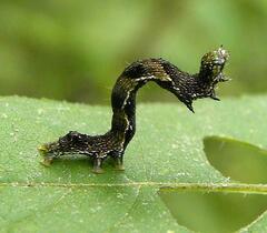 Ponometia erastrioides