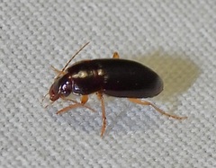 Notiobia terminata