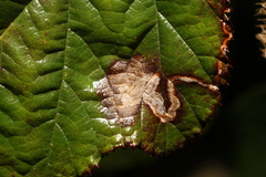 Stigmella aurella