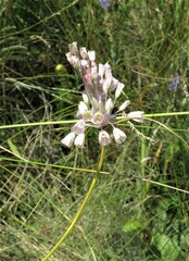 Allium podolicum