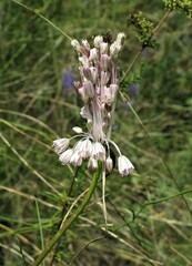 Allium podolicum