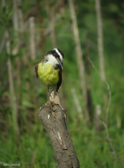 Pitangus sulphuratus