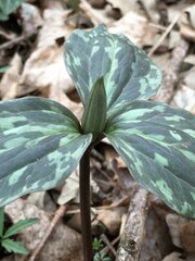 Trillium recurvatum