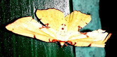 Corymica spatiosa