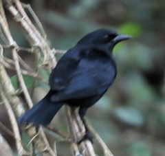 Ptiloxena atroviolacea