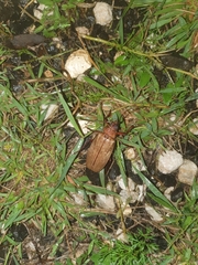 Agrianome spinicollis