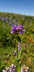 Penstemon globosus