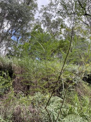 Phyllanthus gunnii