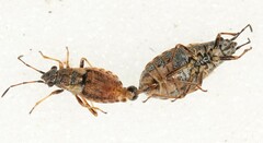 Nithecus jacobaeae