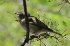 Vireo cassinii