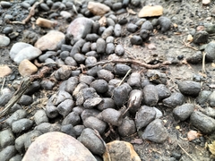 Raphicerus melanotis