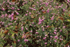 Erica carnea