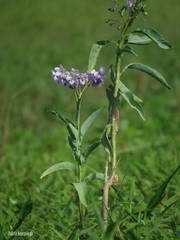 Solanum glaucophyllum