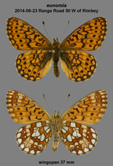 Boloria eunomia