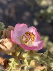 Sphaeralcea fulva