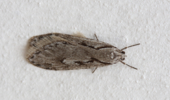 Semioscopis avellanella