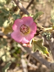 Sphaeralcea fulva