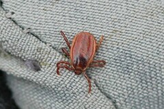 Haemaphysalis punctata