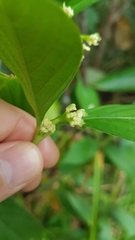 Palicourea gracilenta