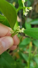 Palicourea gracilenta