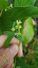 Palicourea gracilenta