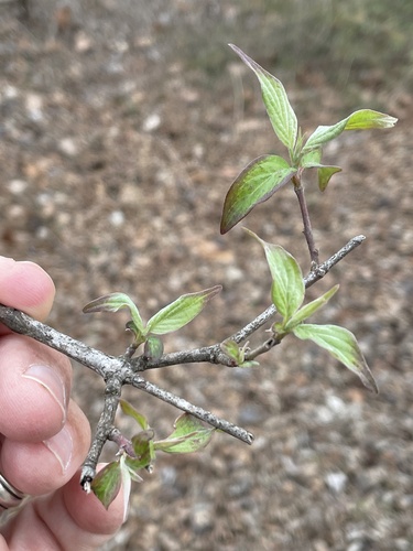 Cornus drummondii