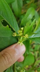 Palicourea gracilenta