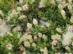 Baccharis magellanica