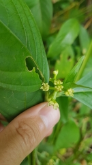 Palicourea gracilenta