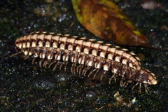 Nyssodesmus python