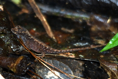 Anolis humilis