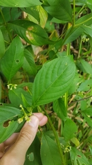 Palicourea gracilenta