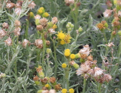 Senecio filaginoides