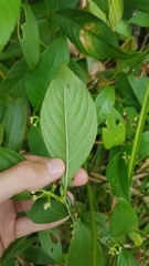 Palicourea gracilenta