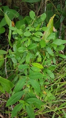 Palicourea gracilenta