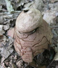 Geastrum rufescens