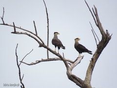 Caracara plancus