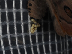 Opodiphthera eucalypti