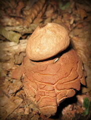Geastrum rufescens