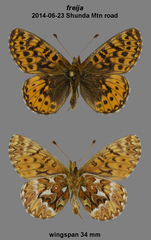 Boloria freija