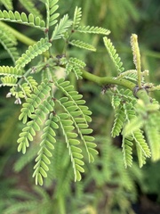 Prosopis pallida