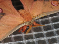 Opodiphthera loranthi