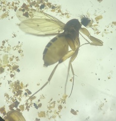 Phoridae