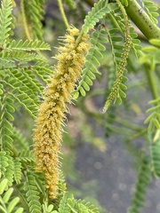 Prosopis pallida