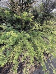 Prosopis pallida